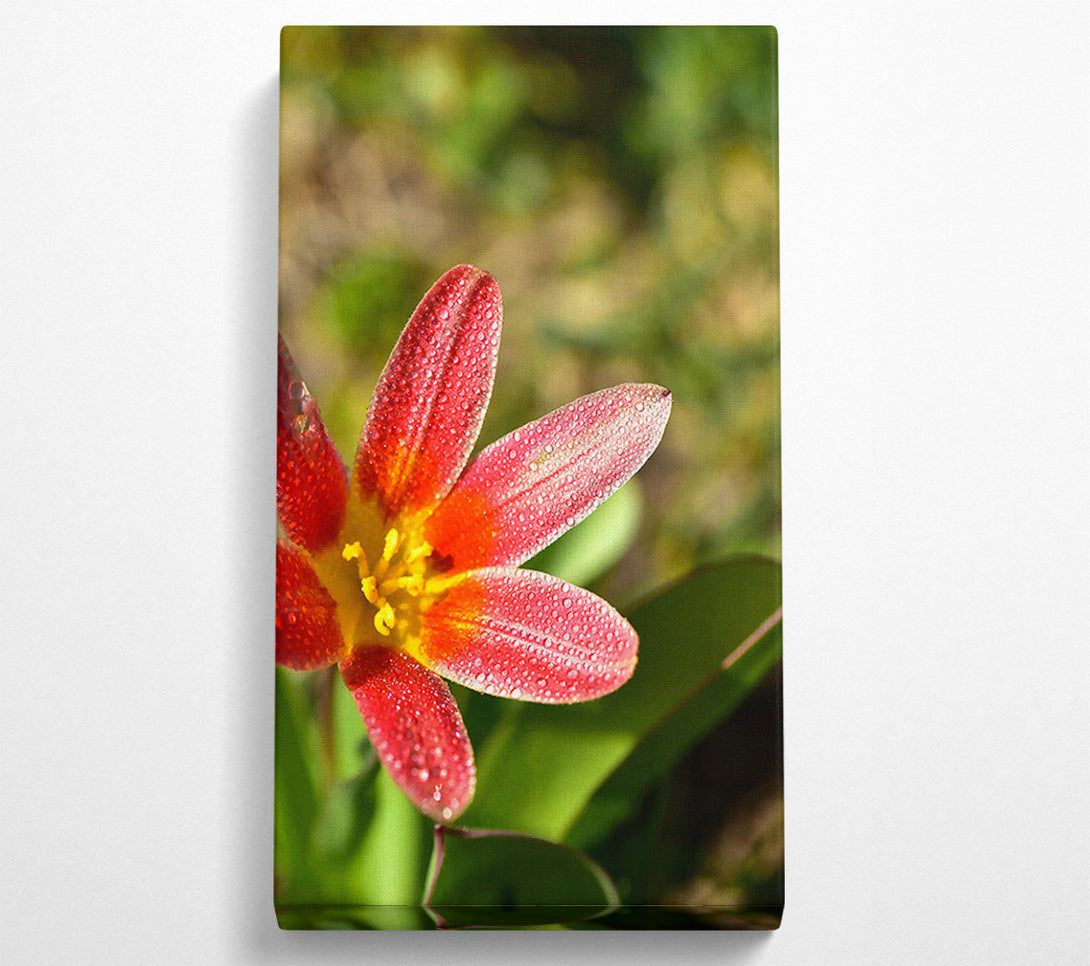  A Canvas Print of Crimson Dewdrop Bloom Canvas Art