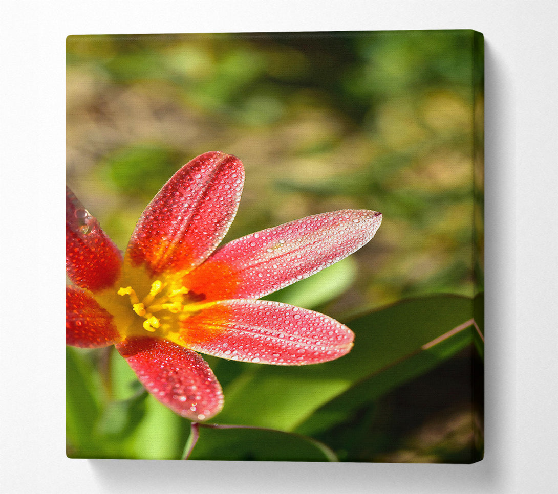  A Canvas Print of Crimson Dewdrop Bloom Canvas Art