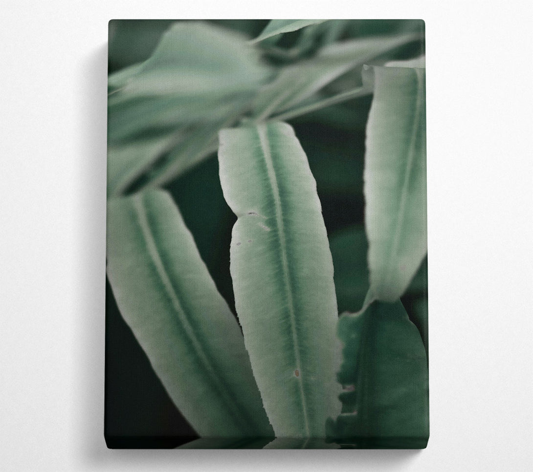  A Canvas Print of Emerald Leaf Veins Canvas Print