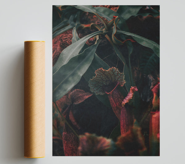 Burgundy Pitcher Plant Bloom Print