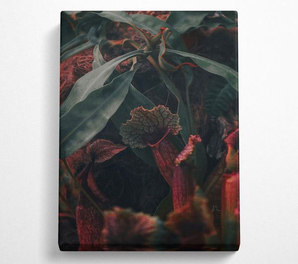  A Canvas Print of Burgundy Pitcher Plant Bloom Canvas Print