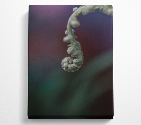 A Canvas Print of Green Fern Unfurling Canvas Art