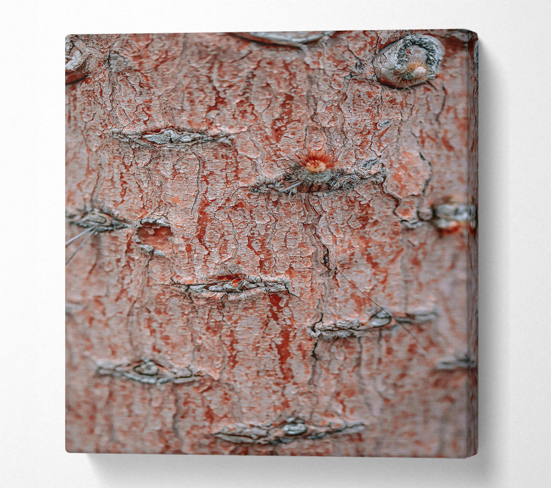  A Canvas Print of Russet Bark Texture Canvas Art