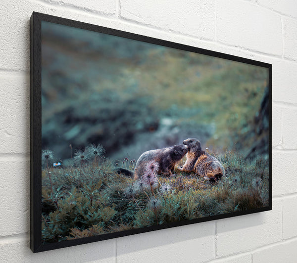 Green Mountain Marmots