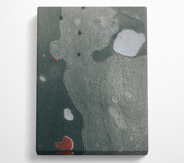  A Canvas Print of The Grey Bark Canvas Art