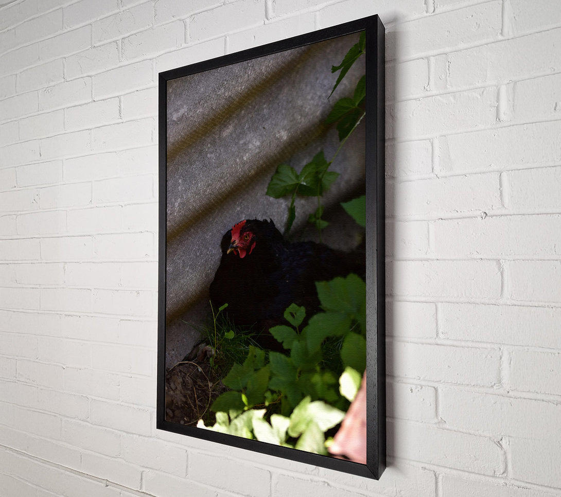  A Canvas Print of Red Crest In The Shadows Canvas Art
