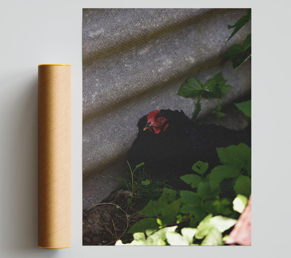 Red Crest In The Shadows Giclee Print