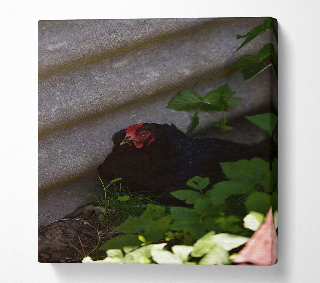 A Canvas Print of Red Crest In The Shadows Canvas Art