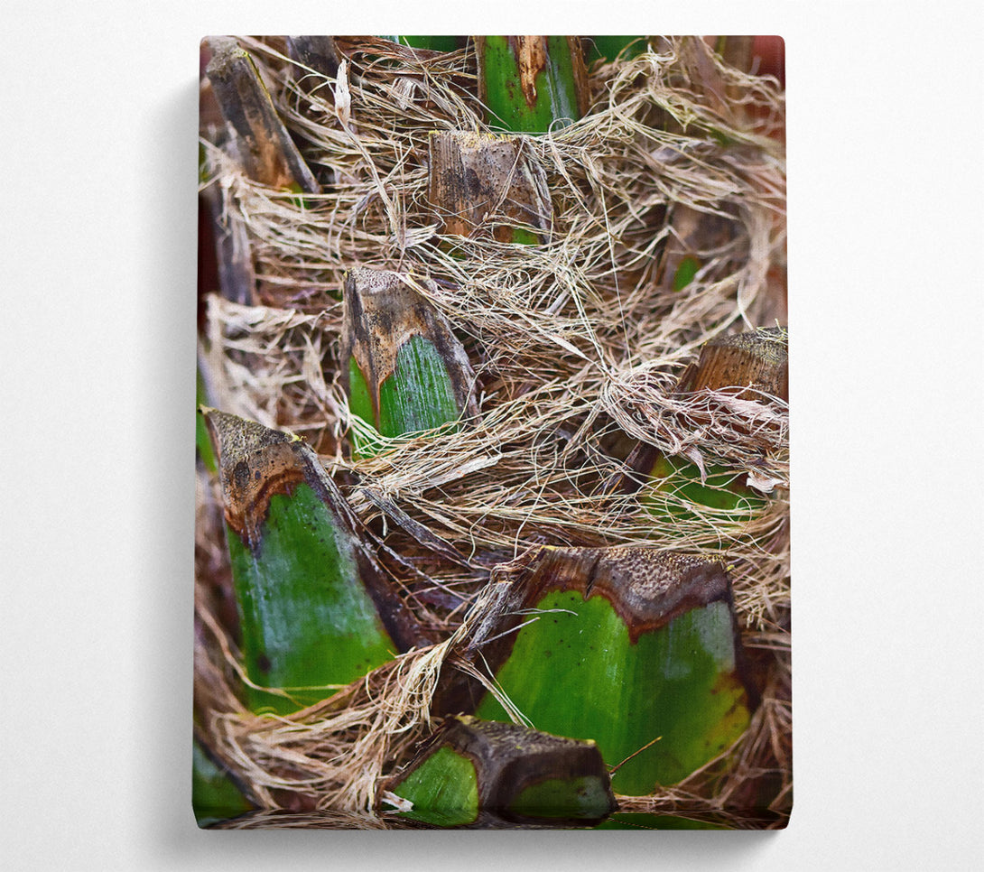  A Canvas Print of Green Palm Fibers Canvas Print