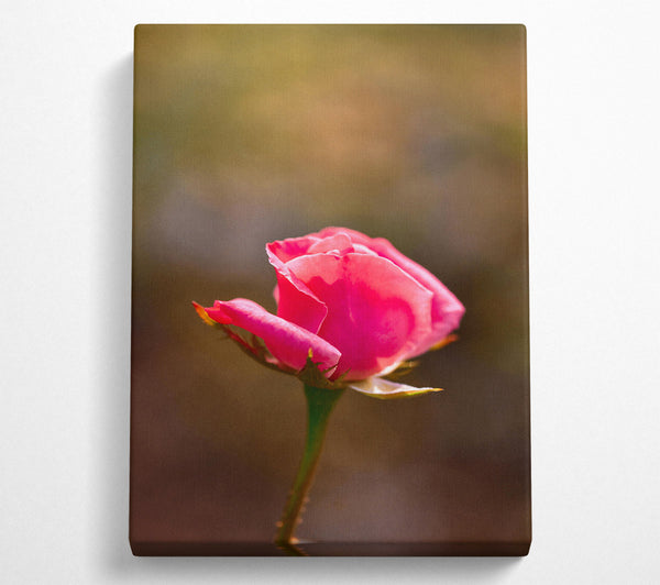  A Canvas Print of Pink Rose Bloom Canvas Art