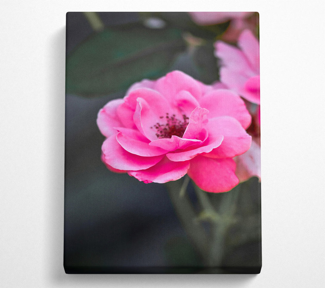 A Canvas Print of Fuchsia Rose Bloom Canvas Art