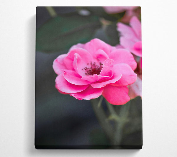  A Canvas Print of Fuchsia Rose Bloom Canvas Art