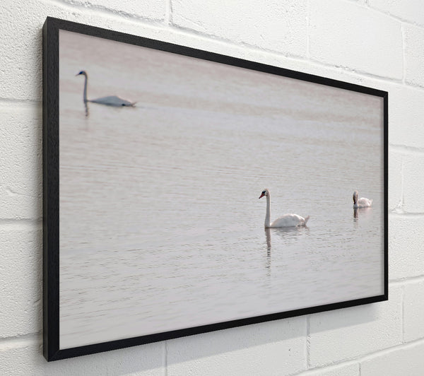 Pale Blue Swans