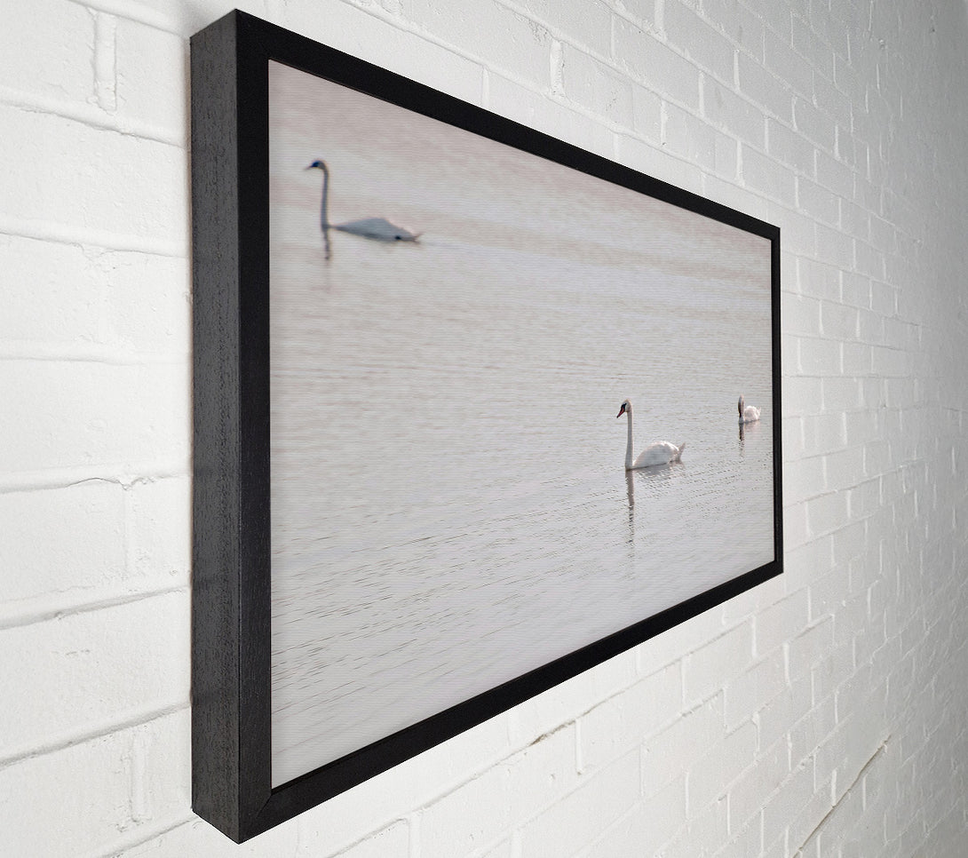  A Canvas Print of Pale Blue Swans Canvas Print