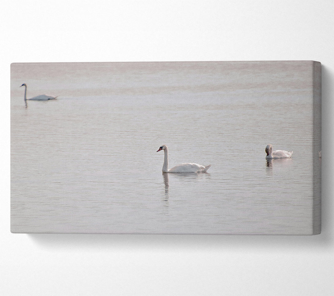  A Canvas Print of Pale Blue Swans Canvas Print