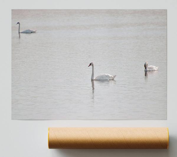 Pale Blue Swans Poster