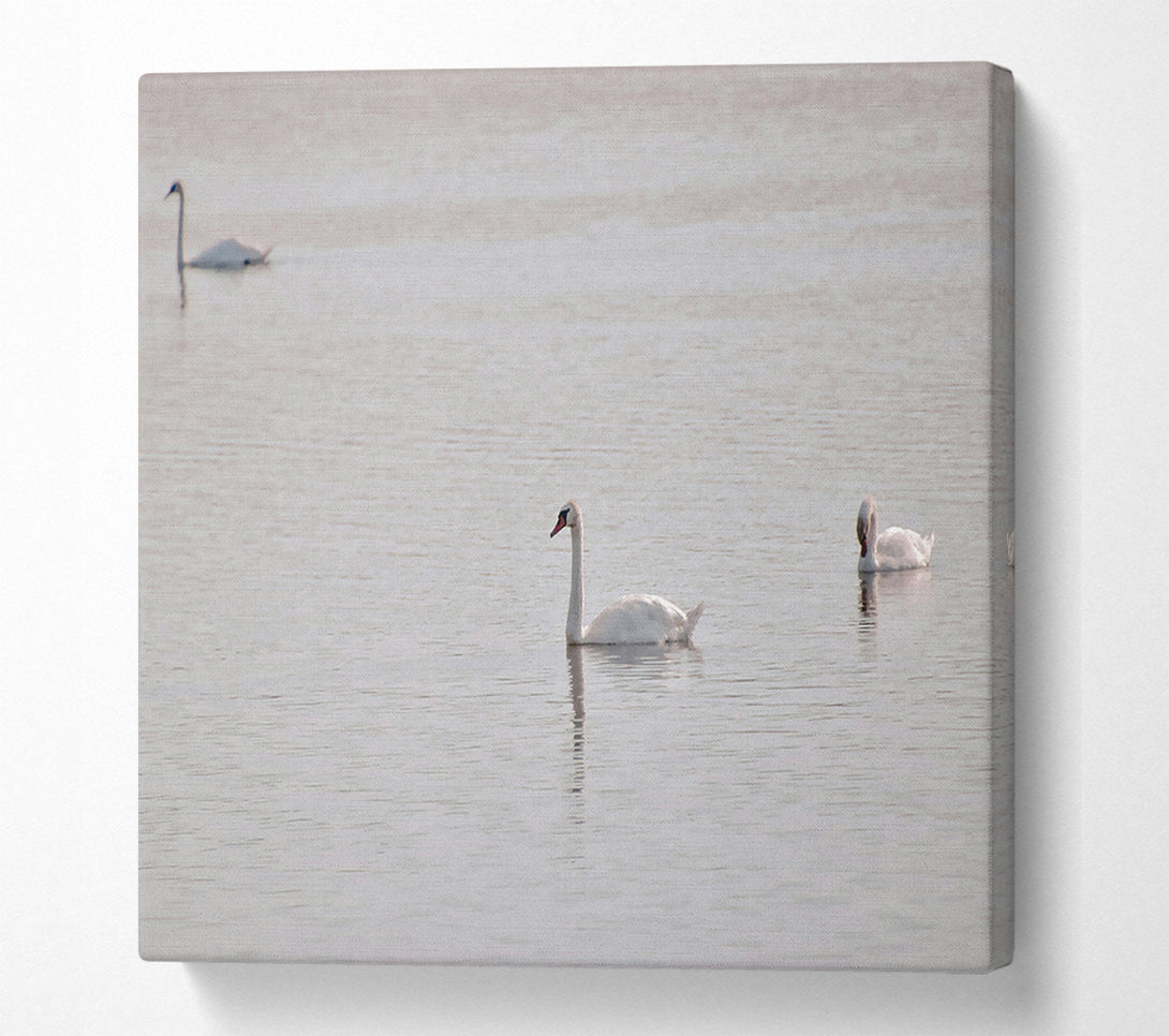  A Canvas Print of Pale Blue Swans Canvas Print