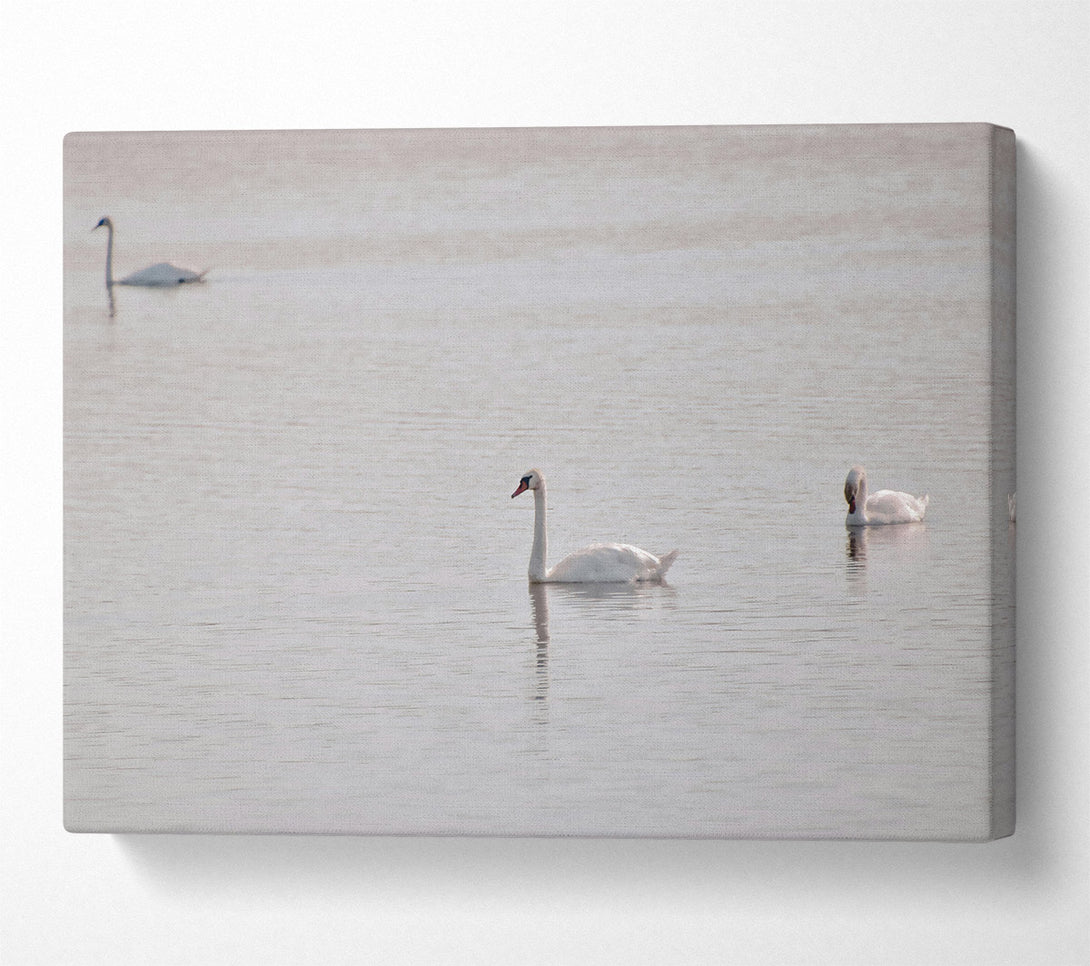  A Canvas Print of Pale Blue Swans Canvas Print