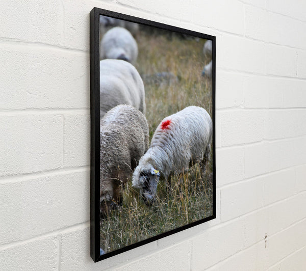 Red Marked Sheep