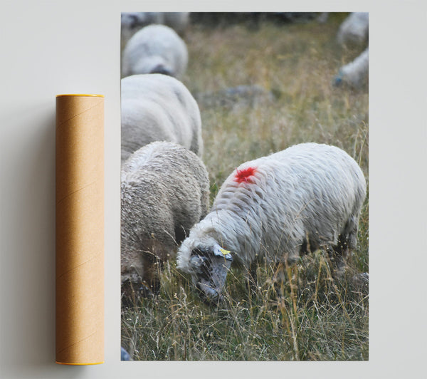 Red Marked Sheep Poster