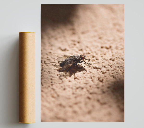Beige Fly'S Shadow Poster