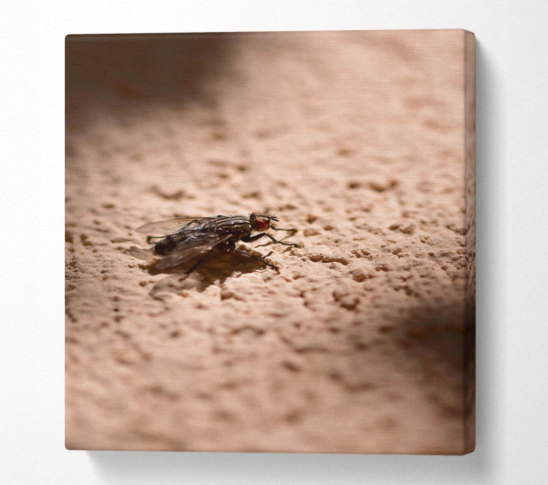 A Canvas Print of Beige Fly'S Shadow Canvas Art