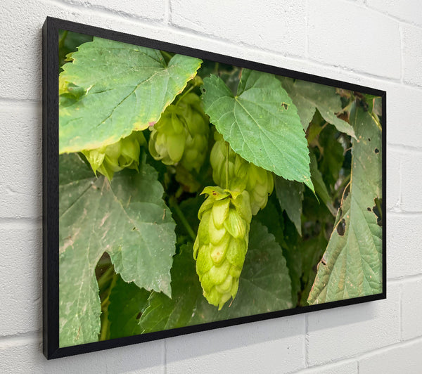 Green Hops Bloom
