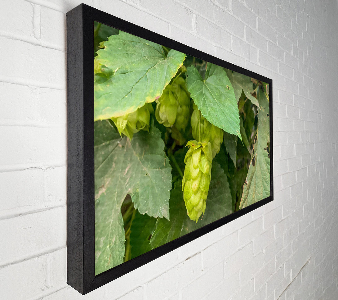  A Canvas Print of Green Hops Bloom Canvas Print