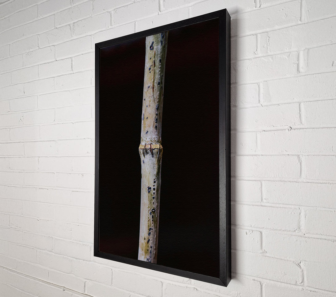  A Canvas Print of The White Twig Canvas Art