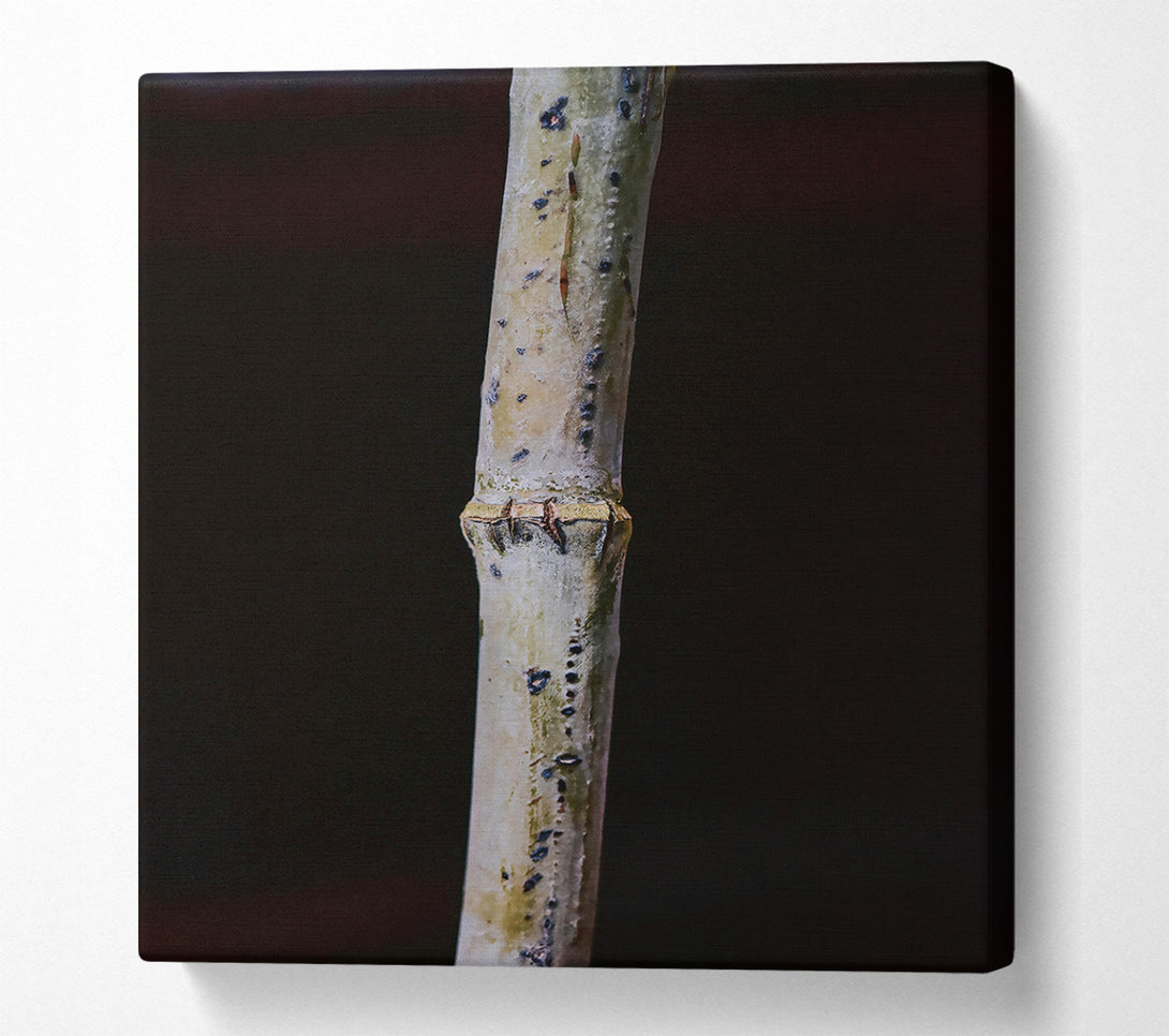  A Canvas Print of The White Twig Canvas Art