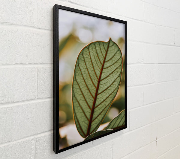 Green Veined Leaf
