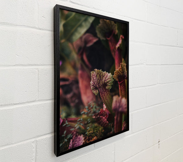 Crimson Pitcher Plants