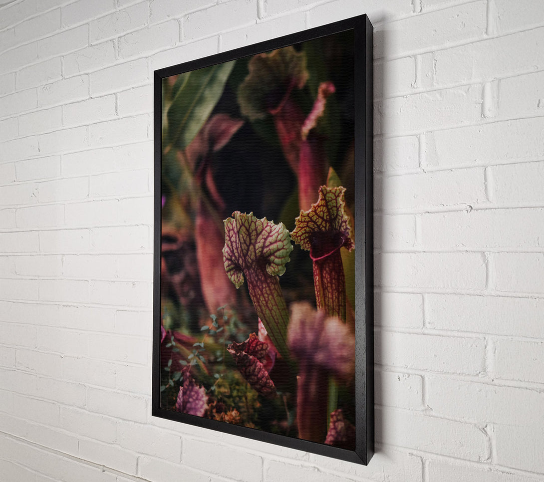  A Canvas Print of Crimson Pitcher Plants Canvas Wall Art
