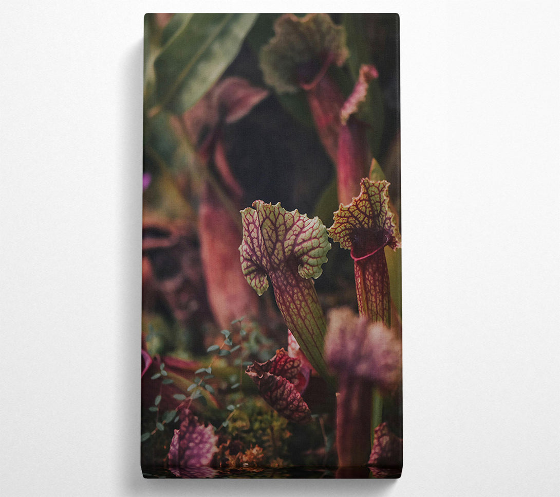  A Canvas Print of Crimson Pitcher Plants Canvas Wall Art