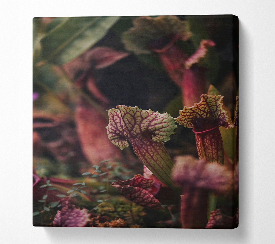  A Canvas Print of Crimson Pitcher Plants Canvas Wall Art