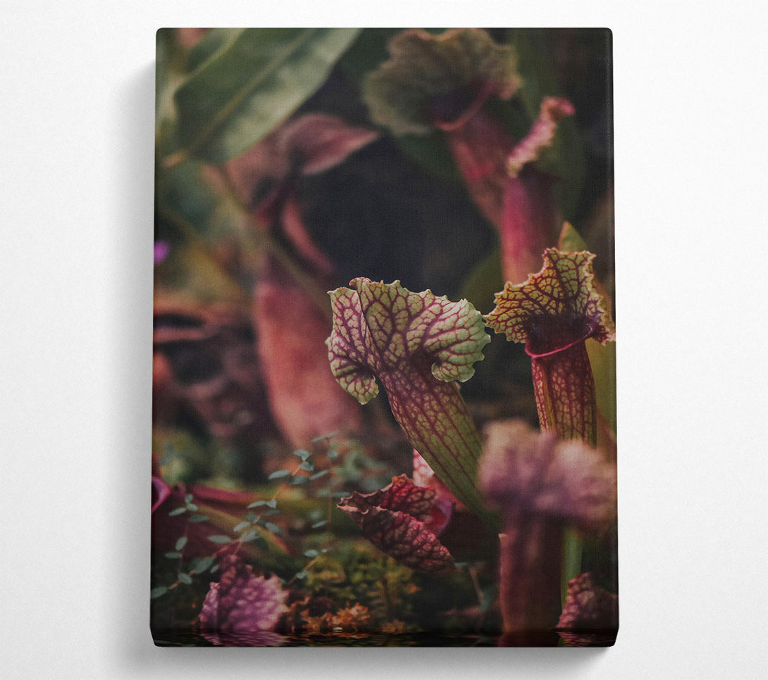  A Canvas Print of Crimson Pitcher Plants Canvas Wall Art