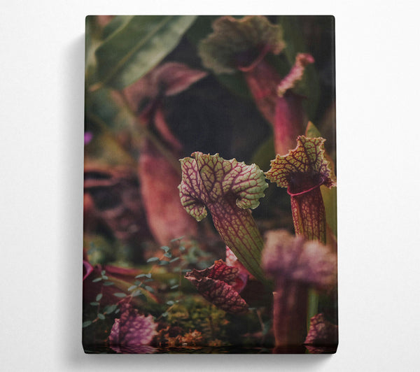  A Canvas Print of Crimson Pitcher Plants Canvas Wall Art