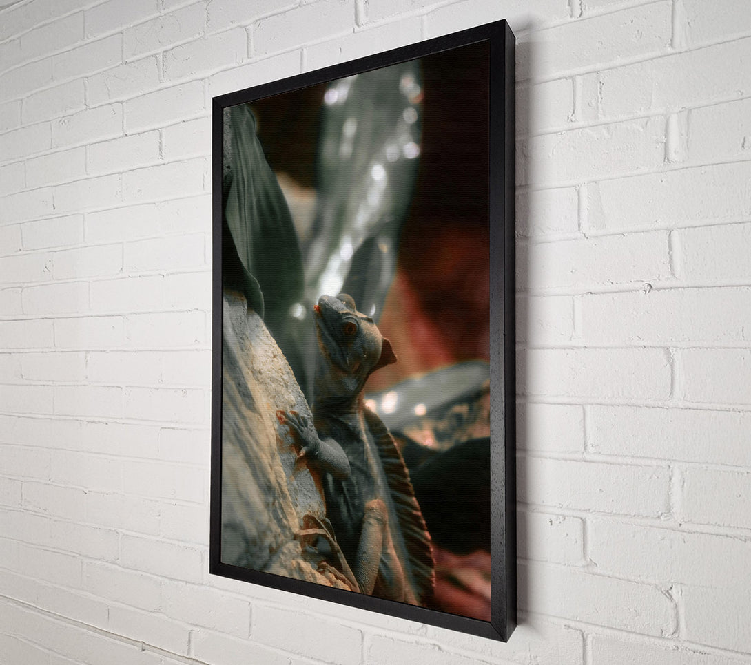  A Canvas Print of Grey Lizard On Rock Canvas Print