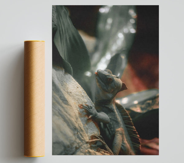 Grey Lizard On Rock Giclee Print