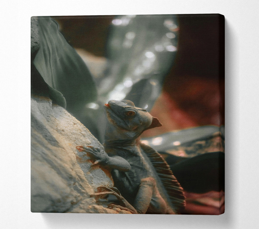  A Canvas Print of Grey Lizard On Rock Canvas Print