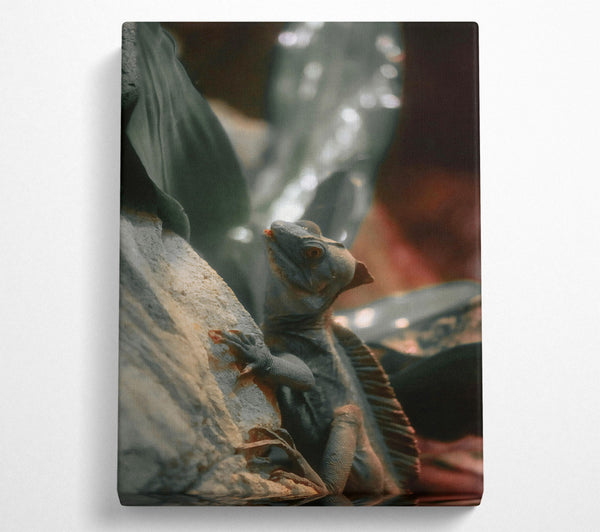  A Canvas Print of Grey Lizard On Rock Canvas Print