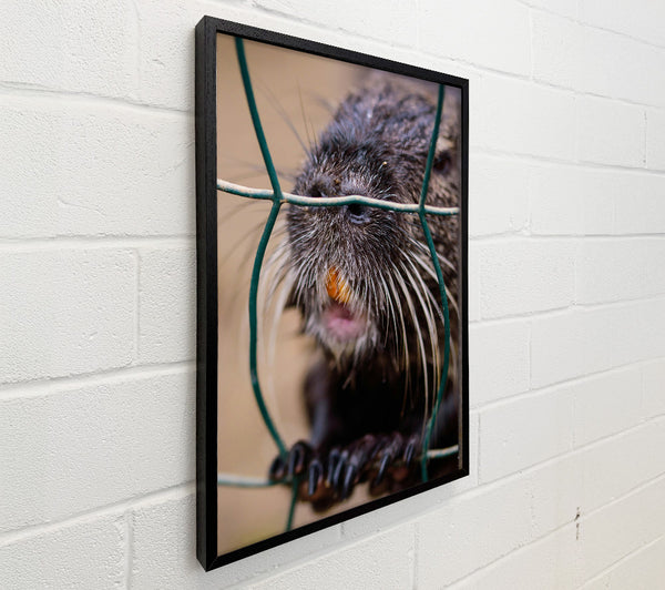 Green And Black Whiskered Bite
