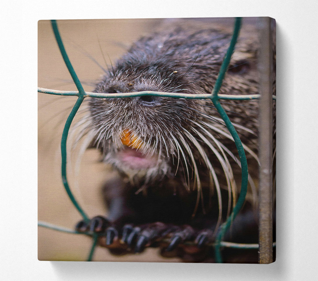  A Canvas Print of Green And Black Whiskered Bite Canvas Wall Art