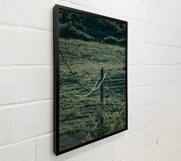 Green Wires And A Bird.