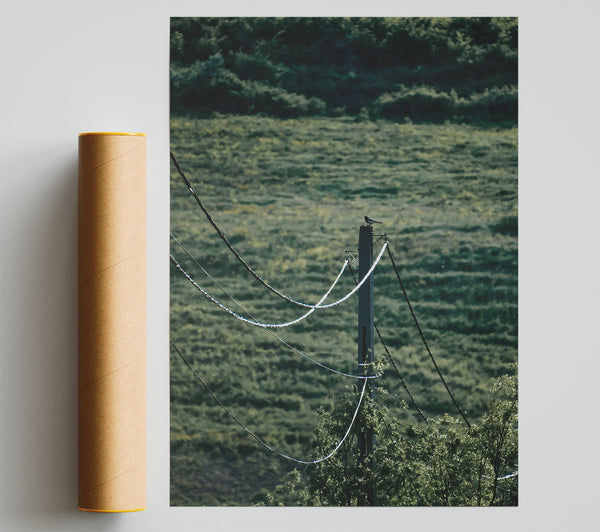 Green Wires And A Bird. Poster