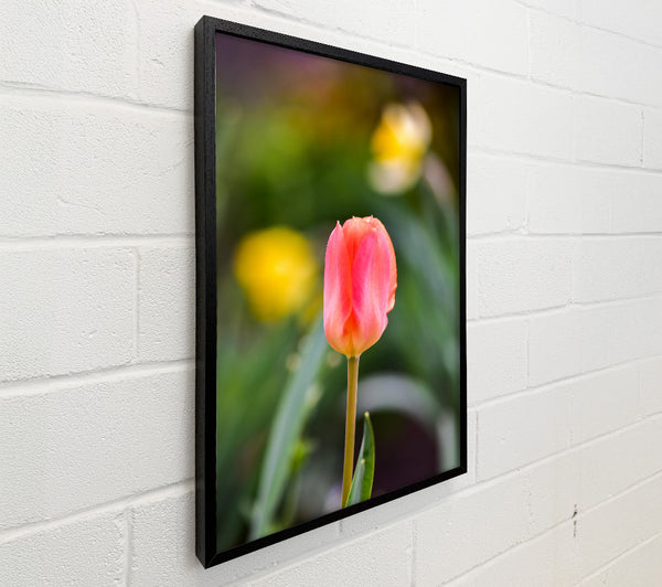 Blushing Pink Tulip Bloom