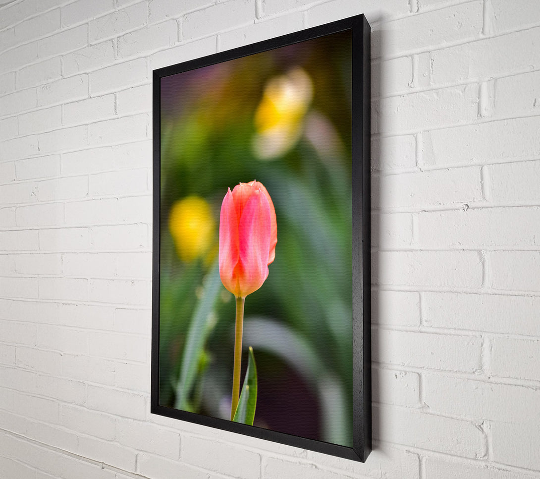  A Canvas Print of Blushing Pink Tulip Bloom Canvas Art