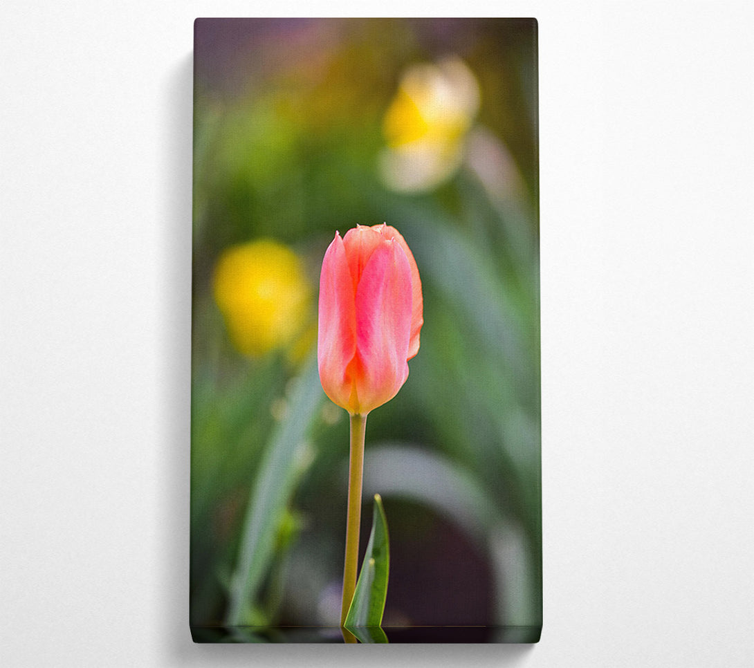  A Canvas Print of Blushing Pink Tulip Bloom Canvas Art