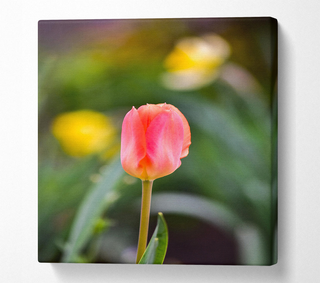  A Canvas Print of Blushing Pink Tulip Bloom Canvas Art