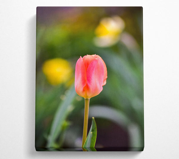  A Canvas Print of Blushing Pink Tulip Bloom Canvas Art